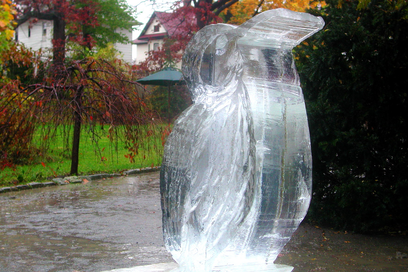Aspiration Bird in the Rain Aspiration Bird in the Rain