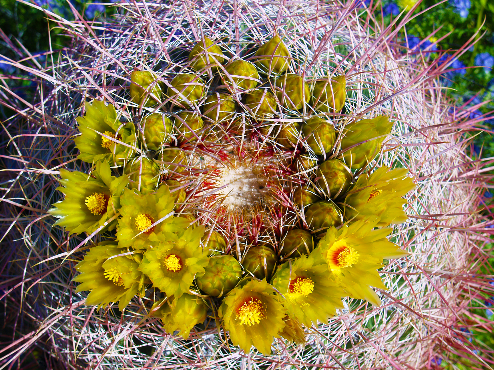 Barrel Cactus