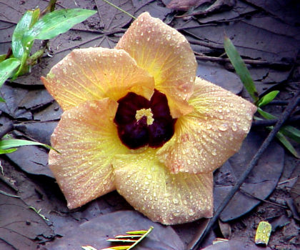 Hibiscus