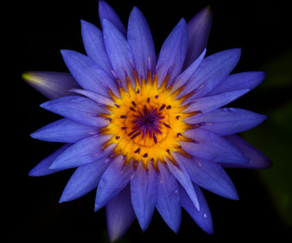 Bali Blue Lotus